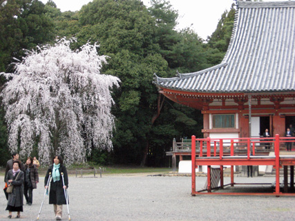 京都、醍醐寺の桜_f0234936_932870.jpg