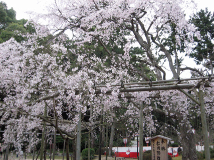 京都、醍醐寺の桜_f0234936_9364675.jpg