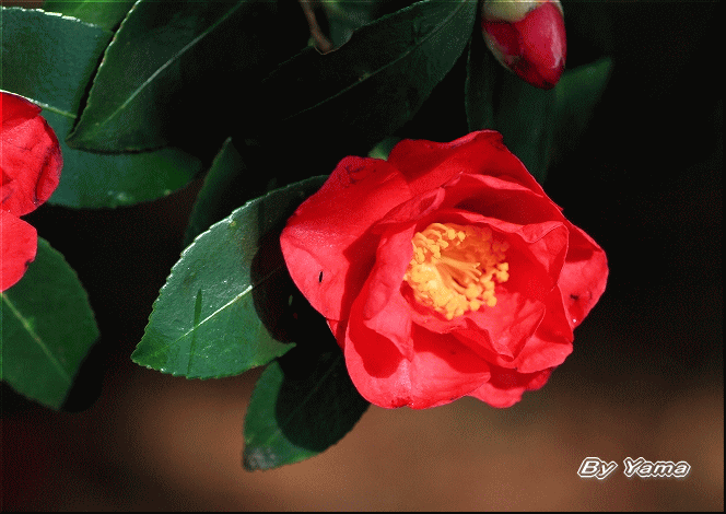 山茶花_d0113554_19401781.gif