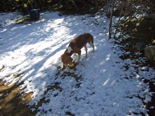 町にも雪が_b0045357_1411126.jpg