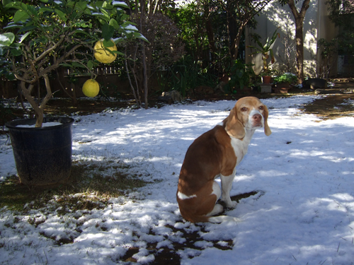 町にも雪が_b0045357_1424498.jpg