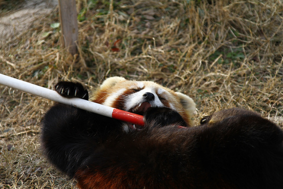 ☆上海野生動物園☆　其の３_b0207658_02412.jpg