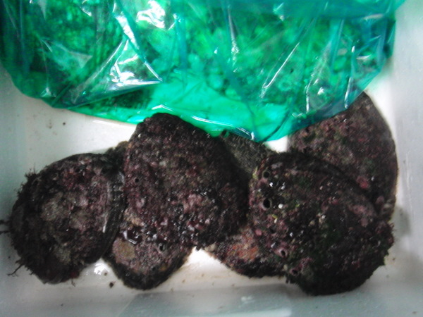 f0065568_21594094.jpg
