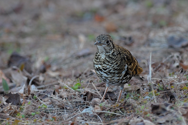 トラツグミ_f0053272_21341913.jpg