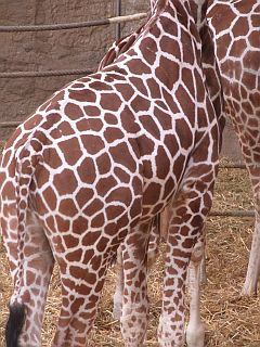 Zoo Duisburg_f0169885_675827.jpg