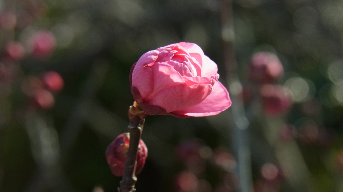 a0152692_20111414.jpg