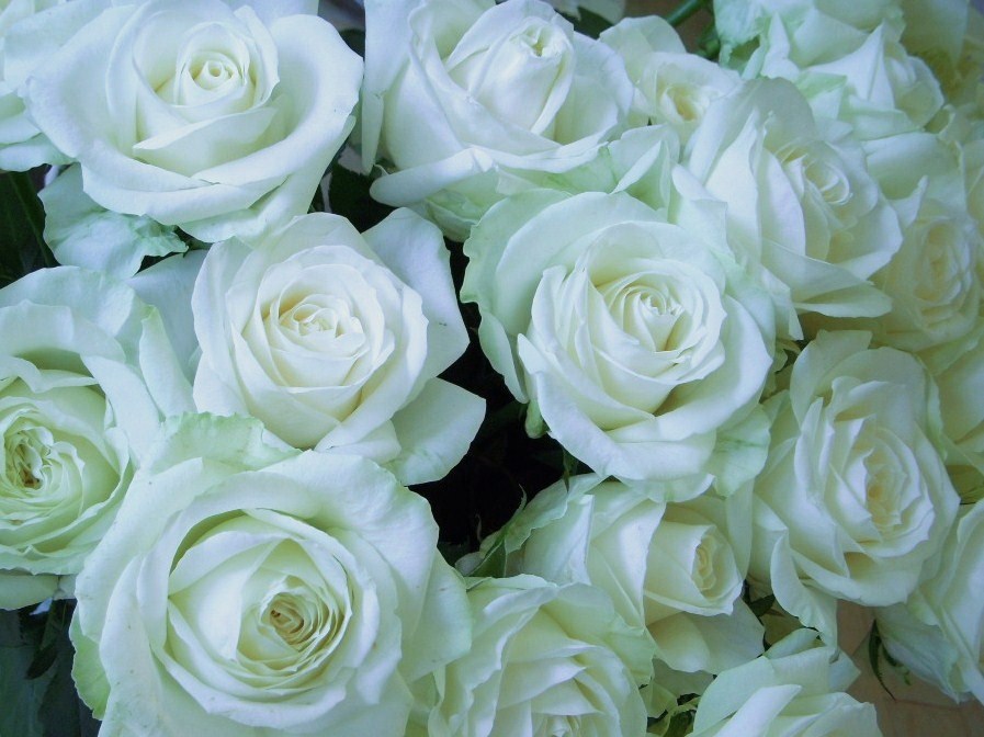 薔薇よ永久に 古色蒼然なれども ジュモー アンティーク ローズ バービー シャネル侍 ぁぁ 薔薇 は赤い菫は青いそして君はあまいあいまい 薔薇よ永久に 古色蒼然なれども ジュモー アンティーク ローズ バービー シャネル侍 ぁぁ 薔薇 は赤い菫は青いそして君はあまいあいまい