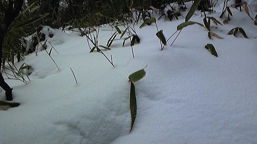 雪の金剛山☆_b0148050_2018398.jpg