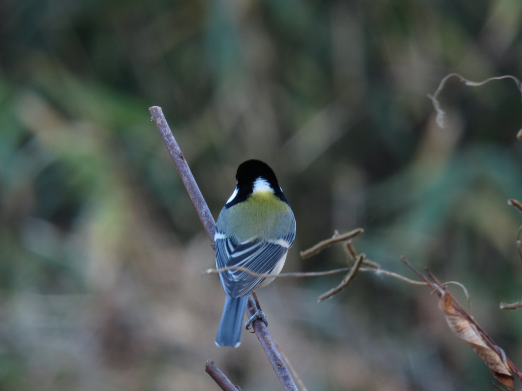 ある日の鳥見：ルリにふられて。。。_f0230458_2011326.jpg