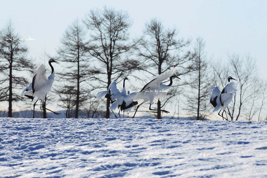 雪景色廃家あんど鶴タンより～_a0039860_7252159.jpg