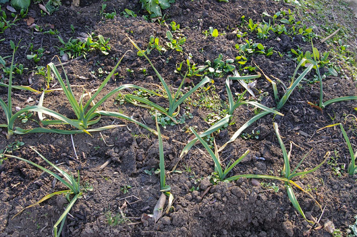 嬉しい！復活した冬キャベツを初収穫（2011・1・19）_c0014967_19125377.jpg