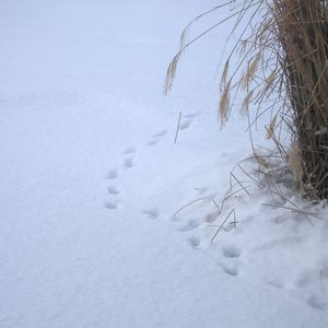 雪の朝、窓の外に犯人（←何の？）の足跡が・・・_e0217871_2022345.jpg