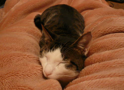 ねこまた_f0128873_2338176.jpg