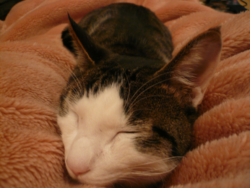 ねこまた_f0128873_23384250.jpg
