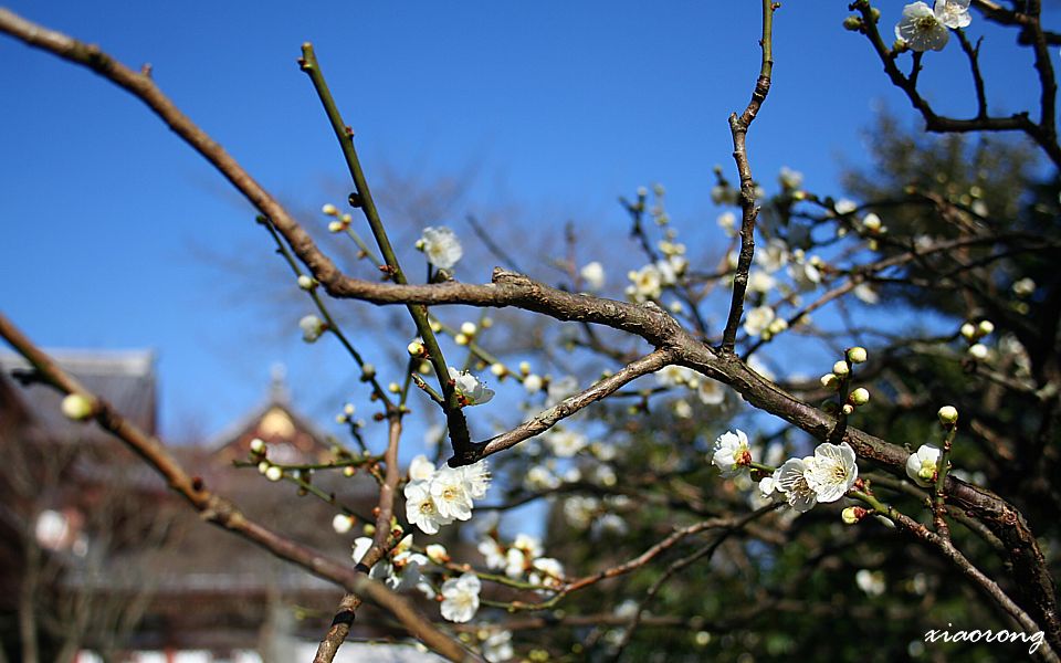 長谷寺　梅開花_e0182674_11234920.jpg