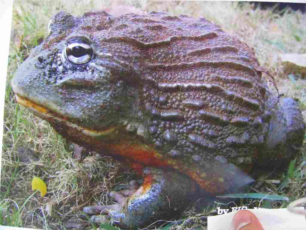 African Bullfrog！ : 名東ペポニスタッフブログ。