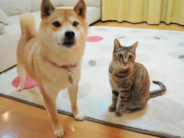 春よ来い!_a0126590_23274950.jpg