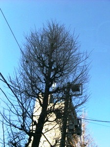 昨日は、中野本社で本部会議。東京も青空_c0151691_921536.jpg