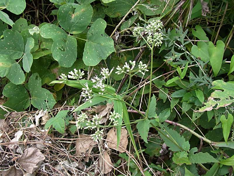 ヒヨドリバナ（西公園 2010/09/29撮影）_f0204094_2095065.jpg