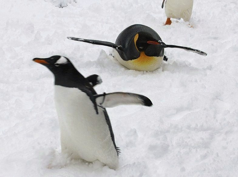 トボガン 気まぐれｚｏｏ