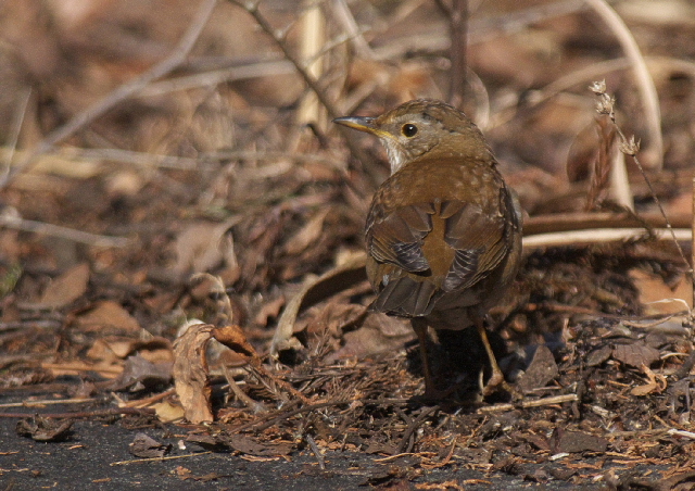 林道の野鳥たち_f0196803_1940172.jpg