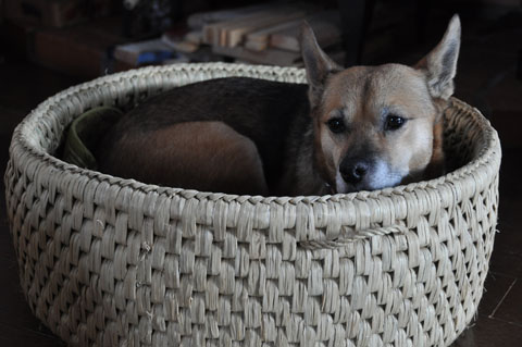 こんにちは いい匂いの藁 りきの毎日