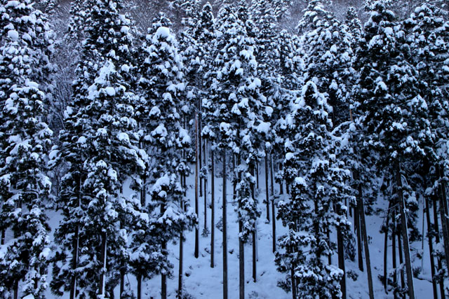 北山杉雪景色_e0048413_1025483.jpg