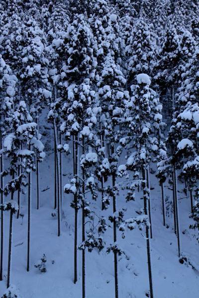 北山杉雪景色_e0048413_1031020.jpg