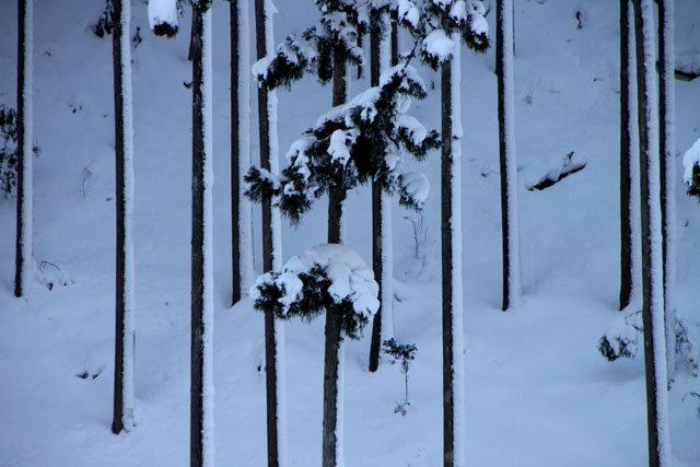 北山杉雪景色_e0048413_1032493.jpg