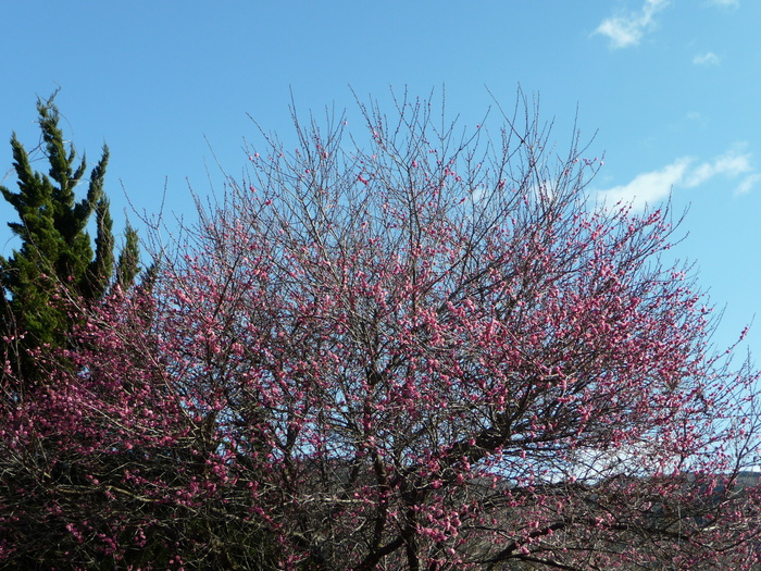 河津桜＆伊豆のお花情報　月ヶ瀬梅まつり_f0182513_22594717.jpg