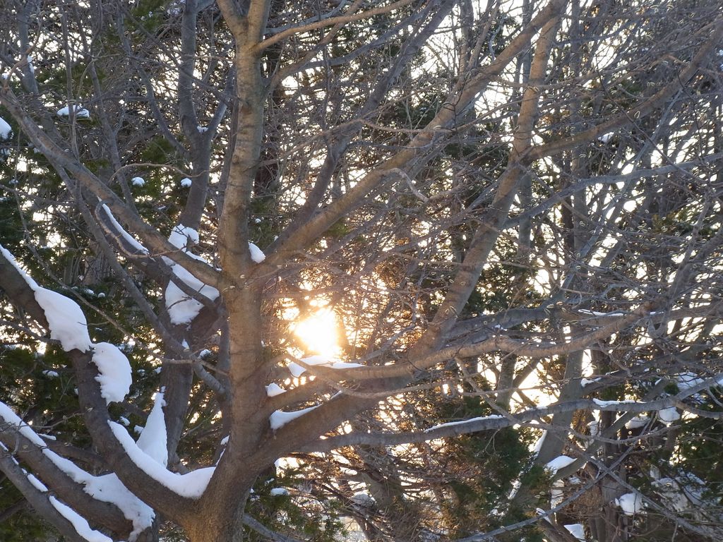 【今日の一枚】 春を感じさせる光_c0025115_22511061.jpg