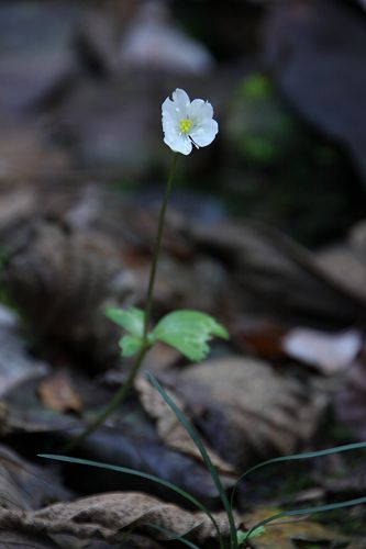 里山で春を待つ植物たち_a0040021_20584062.jpg