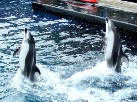 Vancouver Aquarium_f0111926_10581919.jpg