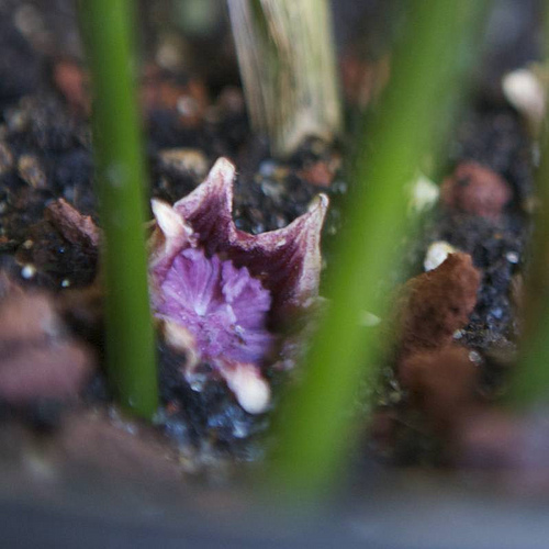 薔薇よ永久に 古色蒼然なれども ジュモー アンティーク ローズ バービー シャネル侍 ぁぁ 薔薇は赤い菫は青い そして君はあまいあいまい 薔薇よ永久に 古色蒼然なれども ジュモー アンティーク ローズ バービー シャネル侍 ぁぁ 薔薇は赤い菫は青い そして君はあまいあいまい