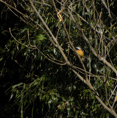 テリトリーの巡回にやってきたジョウビタキ Daurian Redstart_f0206939_19392229.jpg