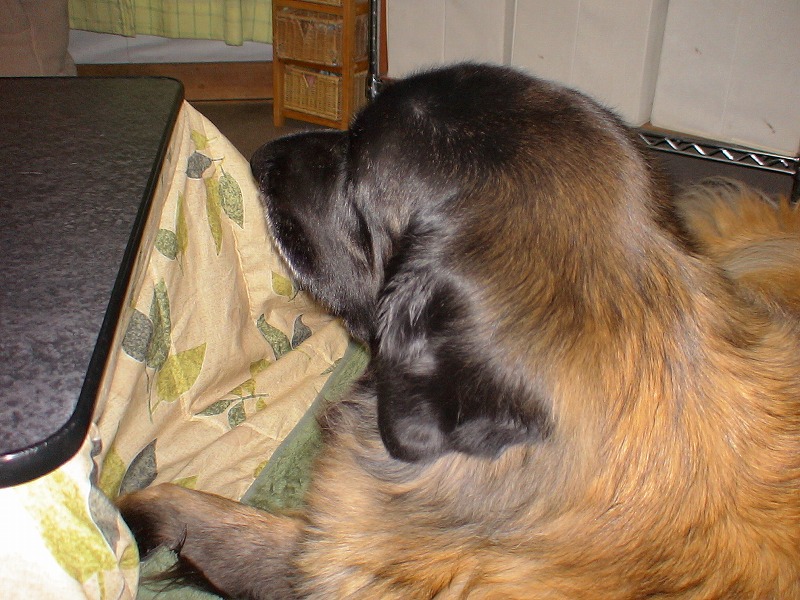 e0023643_23232678.jpg