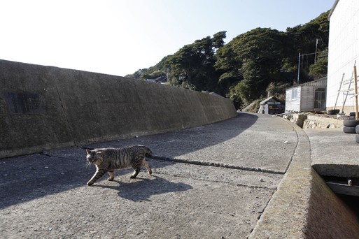 【田代島】猫の島に行ってきた(その2)_c0035245_15502176.jpg