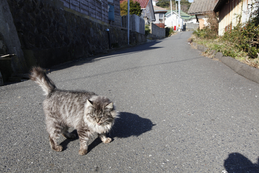【田代島】猫の島に行ってきた(その2)_c0035245_1556245.jpg