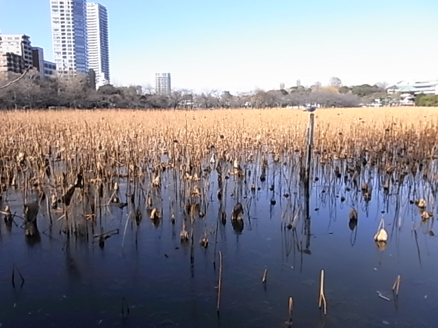 冬枯れの上野公園忍ノ池_a0170046_1330034.jpg