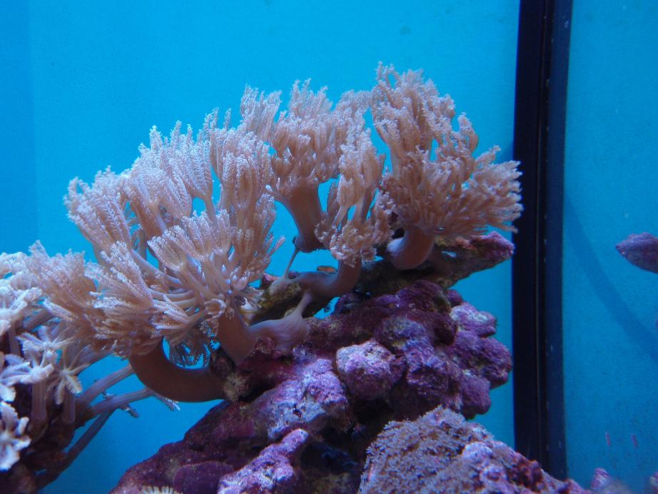 コフキウミアザミの成長 小さな水景