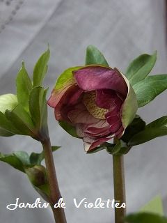 e0118257_17535345.jpg