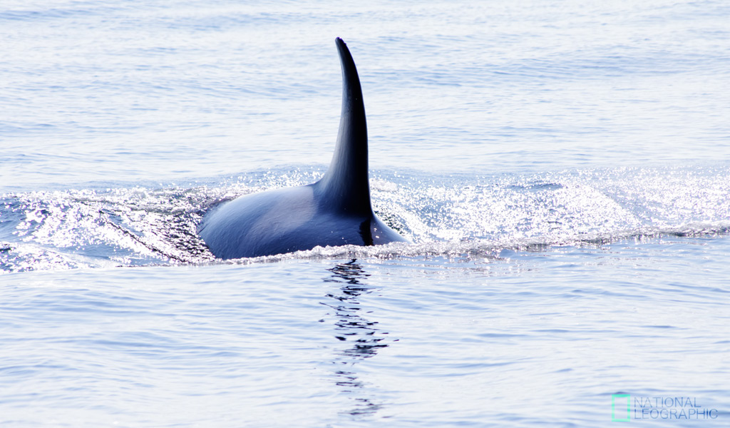 Orca Watching at San Juan -2-_a0190559_12582340.jpg