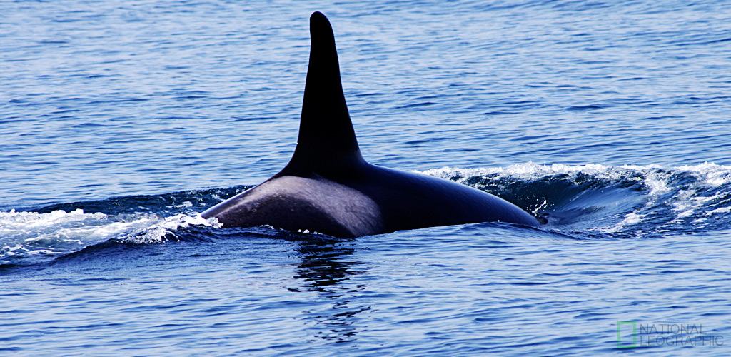 Orca Watching at San Juan -2-_a0190559_12584661.jpg