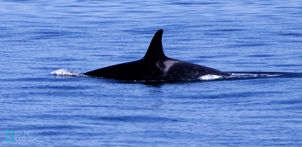 Orca Watching at San Juan -2-_a0190559_1332612.jpg