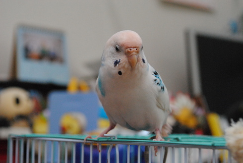 ピンクなゆきお 花 鳥 風 月 小桜インコ セキセイインコ