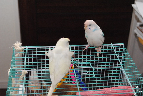 希少 大人気 インコとピンクのレモネード ガラスのセキセイインコ ジップパーカー 即納 全国送料無料 Www Iacymperu Org 希少 大人気 インコとピンクのレモネード ガラスのセキセイインコ ジップパーカー 即納 全国送料無料 Www Iacymperu Org