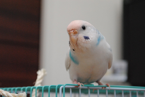希少 大人気 インコとピンクのレモネード ガラスのセキセイインコ ジップパーカー 即納 全国送料無料 Www Iacymperu Org 希少 大人気 インコとピンクのレモネード ガラスのセキセイインコ ジップパーカー 即納 全国送料無料 Www Iacymperu Org