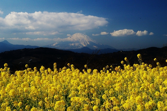 吾妻山　梅沢海岸散策_d0031171_1417255.jpg