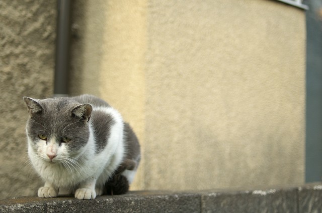 なやんでます_c0109780_20155081.jpg