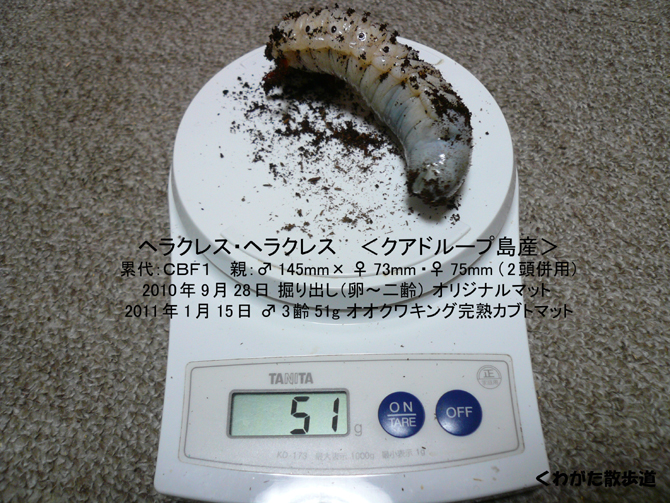 ヘラクレスの幼虫 マット交換 くわがた散歩道